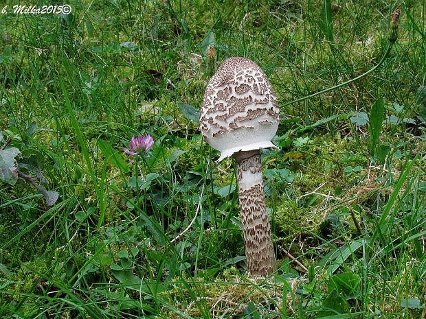 bedľa vysoká Macrolepiota procera (Scop.) Singer