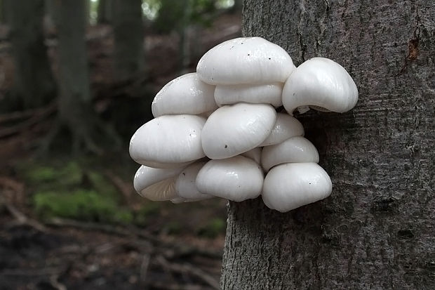 sliznačka obyčajná Mucidula mucida (Schrad.) Pat.