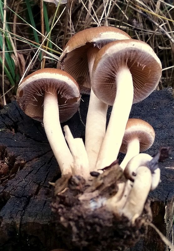 drobuľka Psathyrella bipellis (Quél.) A.H. Sm.