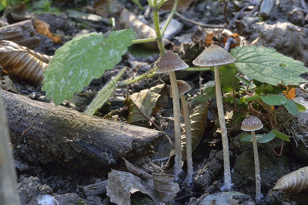 drobuľka Psathyrella sp.