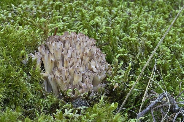 strapačka koralovitá Ramaria botrytis (Pers.) Ricken