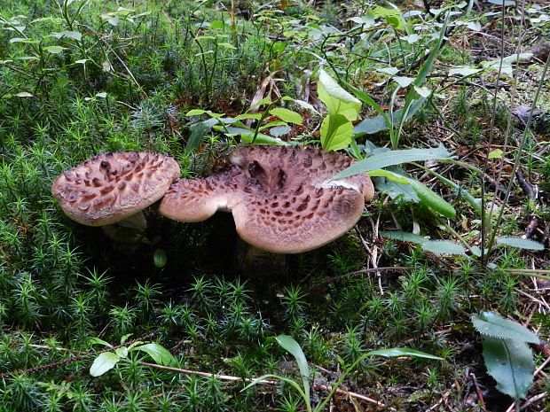 jelenkovec škridlicovitý Sarcodon imbricatus (L.) P. Karst.