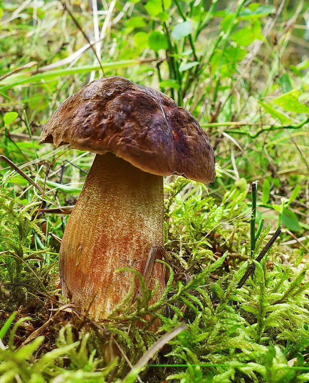 hríb zrnitohlúbikový Sutorius luridiformis (Rostk.) G. Wu & Zhu L. Yang