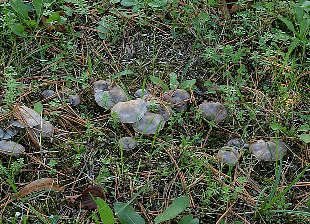 čírovka Tricholoma sp.