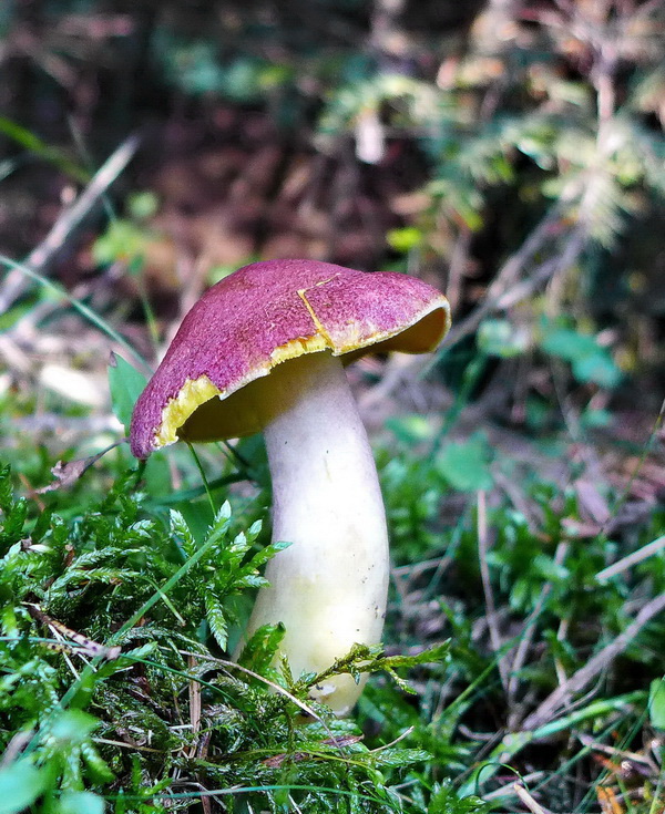 čírovec červenožltý Tricholomopsis rutilans (Schaeff.) Singer