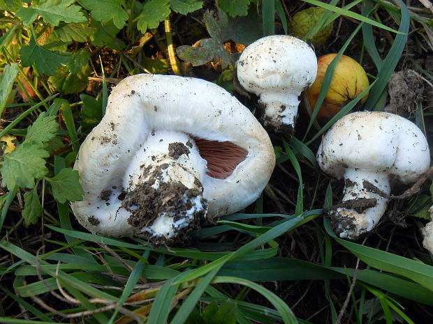 pečiarka poľná Agaricus campestris L.