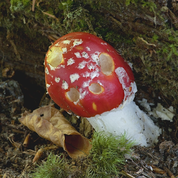 muchotrávka červená Amanita muscaria (L.) Lam.