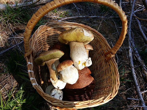 hríb smrekový Boletus edulis Bull.