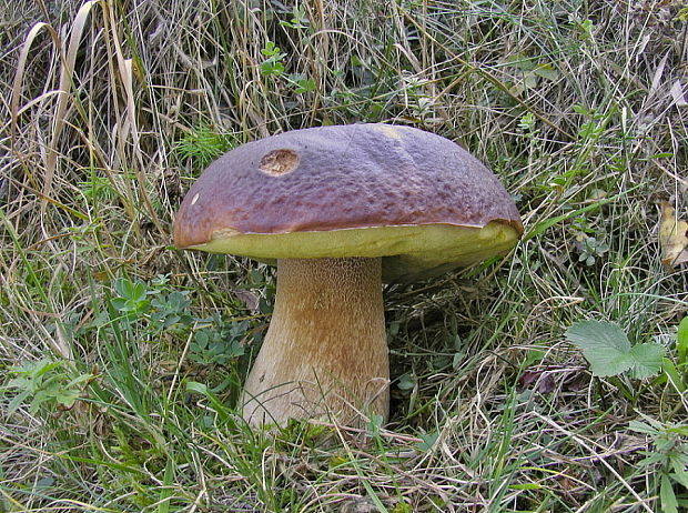 hríb smrekový Boletus edulis Bull.