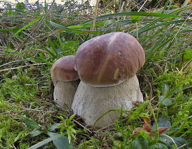 hríb smrekový Boletus edulis Bull.