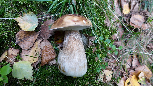 hríb smrekový Boletus edulis Bull.