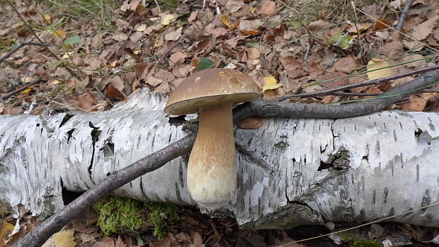 hríb smrekový Boletus edulis Bull.