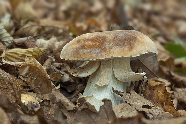 hríb dubový Boletus reticulatus Schaeff.