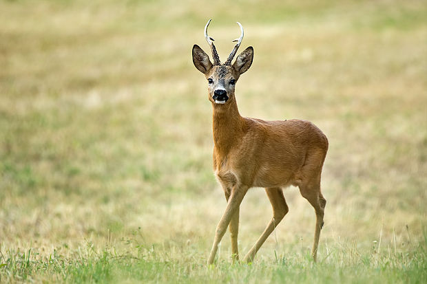 srnec hôrny Capreolus capreolus