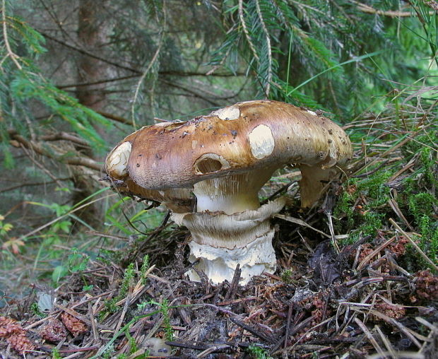 náramkovka cisárska Catathelasma imperiale (P. Karst.) Singer