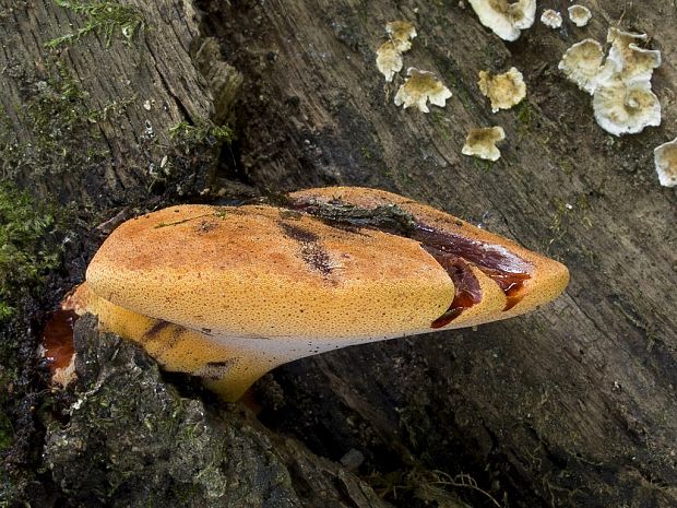 pečeňovec dubový Fistulina hepatica (Schaeff.) With.