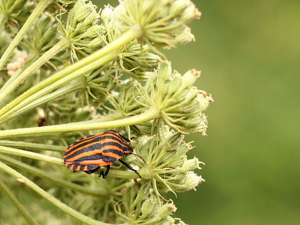 bzdocha pásava Graphosoma italicum