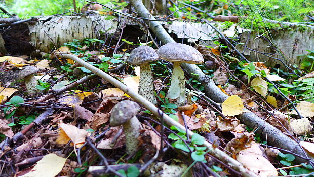 kozák rozličnofarebný Leccinum variicolor Watling