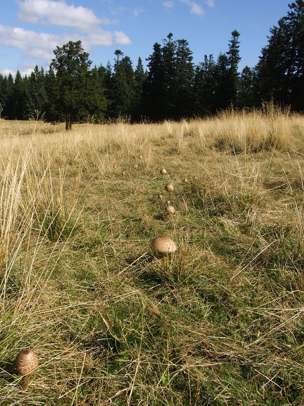 bedľa vysoká Macrolepiota procera - biotop (Scop.) Singer