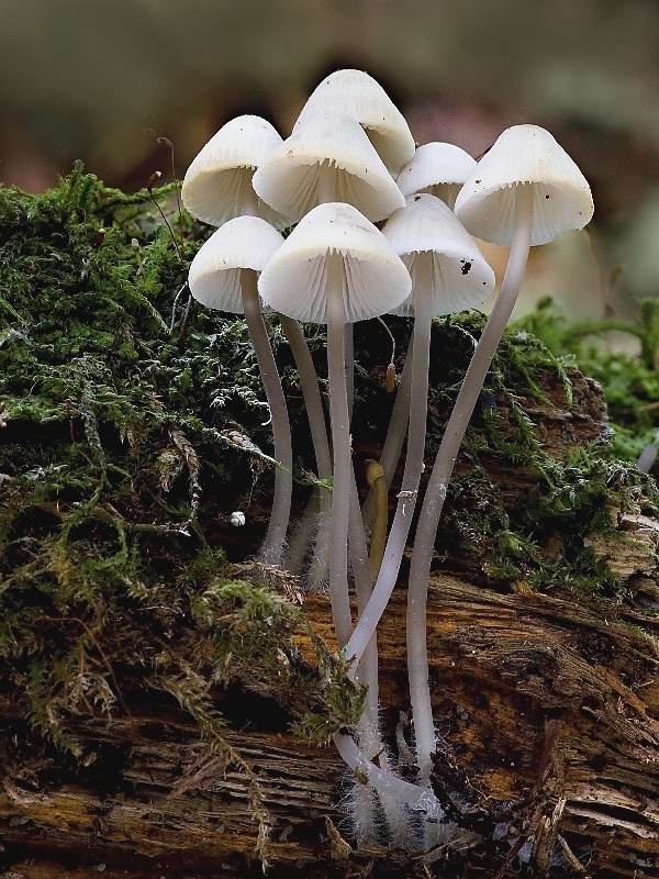 prilbička Mycena sp.