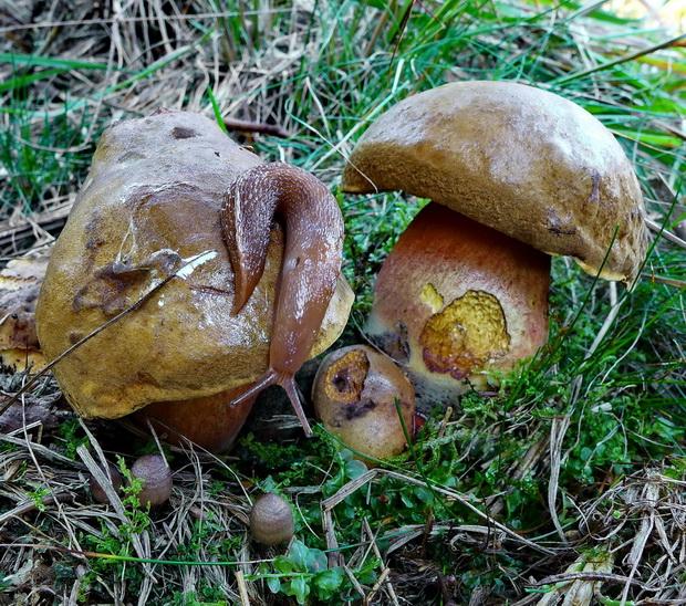 hríb zrnitohlúbikový Sutorius luridiformis (Rostk.) G. Wu & Zhu L. Yang