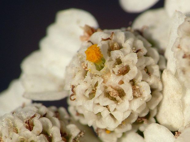 rebríček obyčajný Achillea millefolium L.