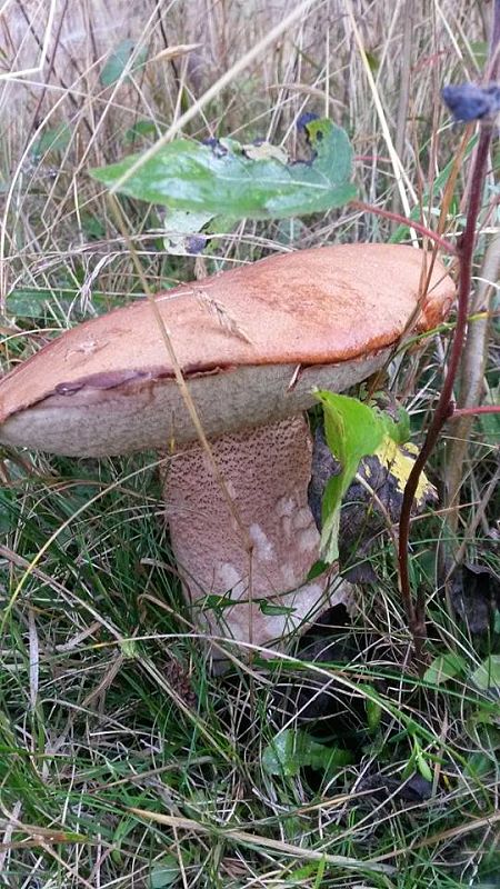 hríb brezový Boletus betulicola (Vassilkov) Pilát & Dermek (1974)