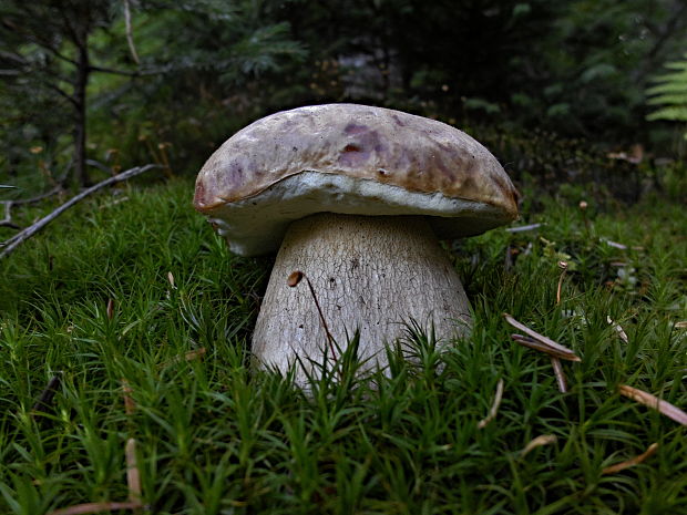 hríb smrekový Boletus edulis Bull.