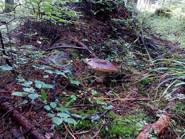 hríb smrekový Boletus edulis Bull.