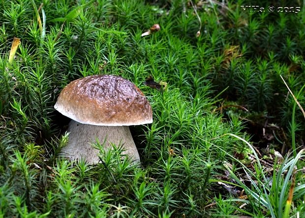 hríb smrekový Boletus edulis Bull.