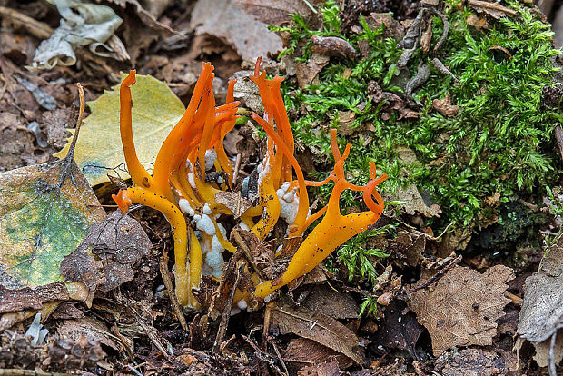 parôžkovec lepkavý Calocera viscosa (Pers.) Fr.