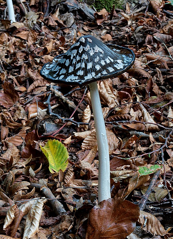 hnojník strakatý Coprinopsis picacea (Bull.) Redhead, Vilgalys & Moncalvo