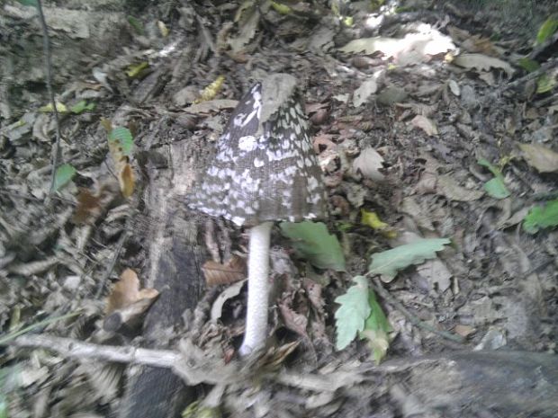 hnojník strakatý Coprinopsis picacea (Bull.) Redhead, Vilgalys & Moncalvo