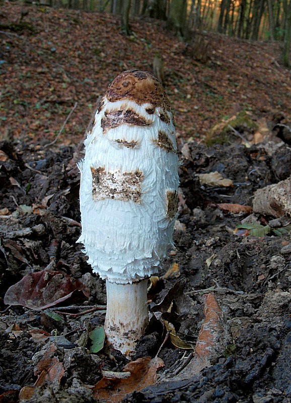 hnojník obyčajný Coprinus comatus (O.F. Müll.) Pers.