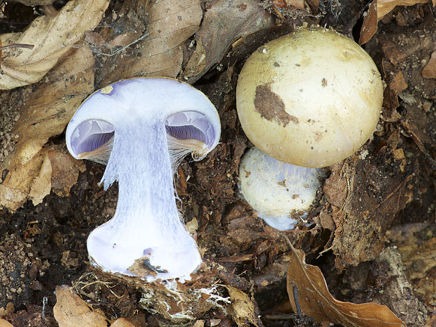 pavučinovec magický Cortinarius cf. magicus Eichhorn