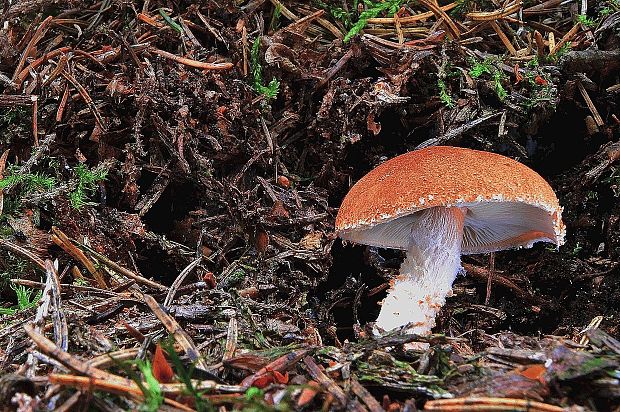 zrnivka rumelková Cystodermella cinnabarina (Alb. & Schwein.) Harmaja