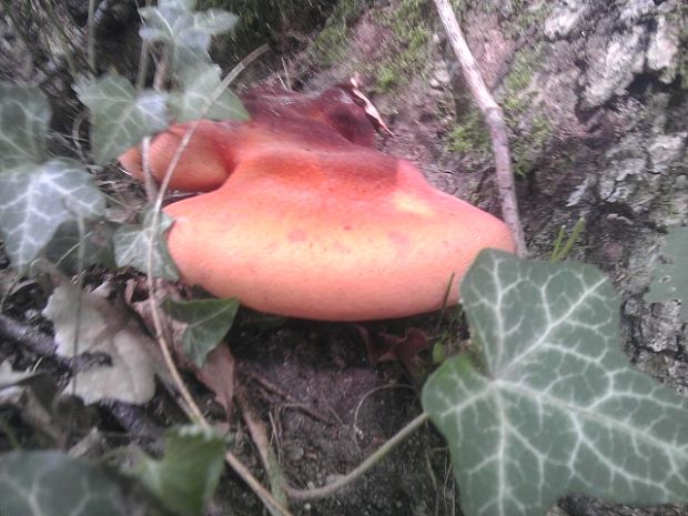 pečeňovec dubový Fistulina hepatica (Schaeff.) With.