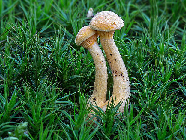 líška oranžová Hygrophoropsis aurantiaca (Wulfen) Maire