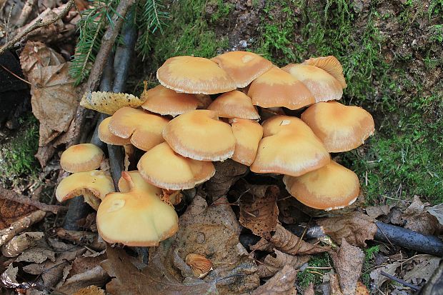 šupinačka menlivá Kuehneromyces mutabilis (Schaeff.) Singer & A.H. Sm.