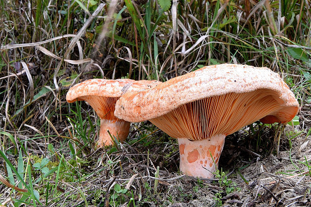 rýdzik pravý Lactarius deliciosus (L.) Gray