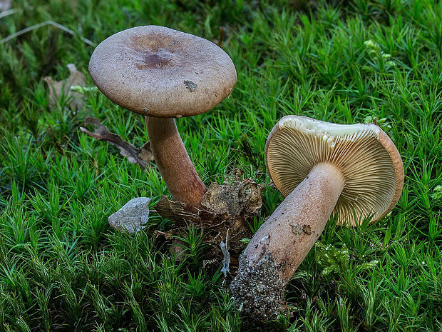 rýdzik Lactarius sp.