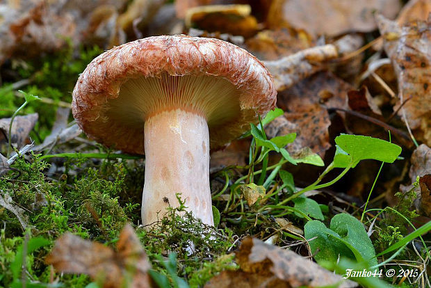 rýdzik kravský Lactarius torminosus (Schaeff.) Gray