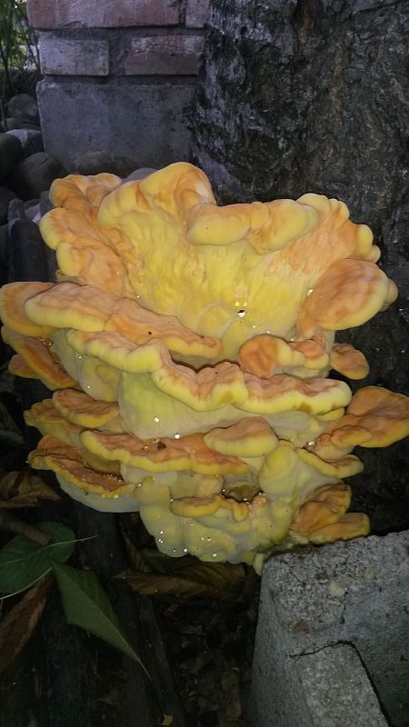 sírovec obyčajný Laetiporus sulphureus (Bull.) Murrill