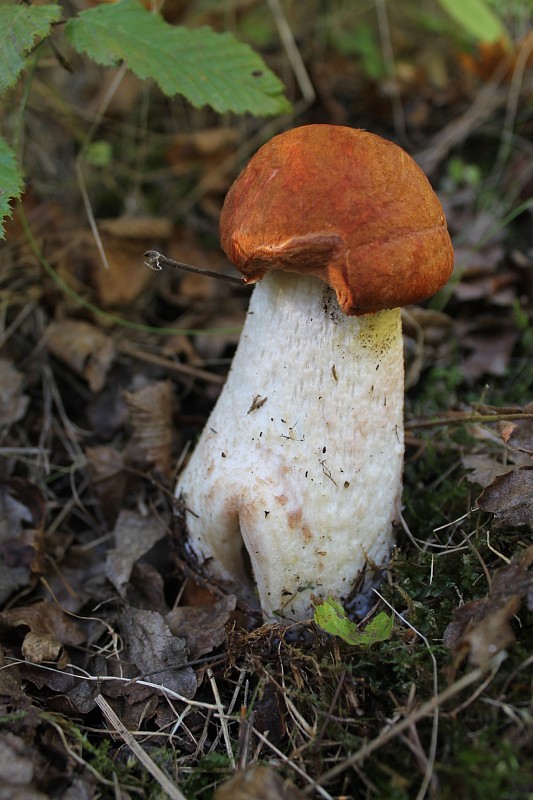 kozák osikový Leccinum albostipitatum den Bakker & Noordel.