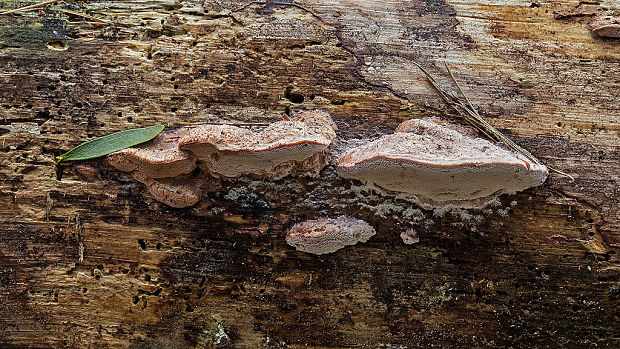 tvarohovček fialovejúci Leptoporus mollis (Pers.) Quél.