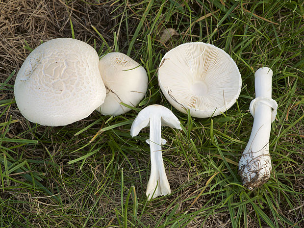 bedlica Leucoagaricus sp.