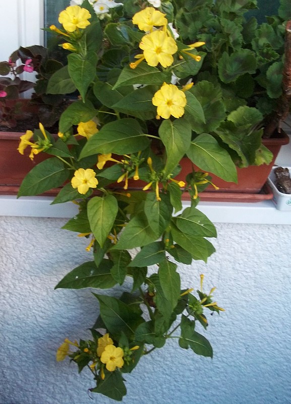 nocovka jalapová Mirabilis jalapa