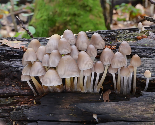 prilbička Mycena sp.