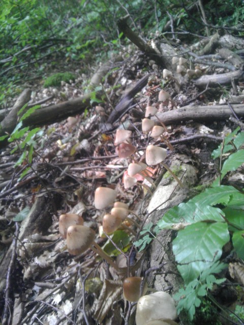 drobuľka Psathyrella bipellis (Quél.) A.H. Sm.