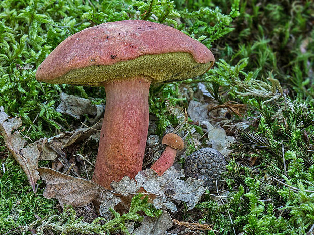 suchohríb marhuľovožltý Rheubarbariboletus armeniacus (Quél.) Vizzini, Simonini & Gelardi